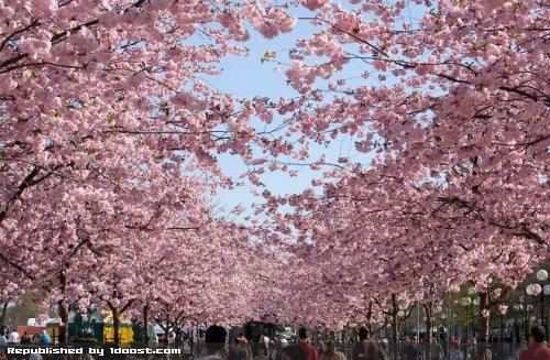 گیلاس کره ای